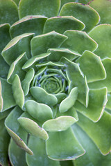 Fototapeta premium Close up view of a beautiful succulent type plant.