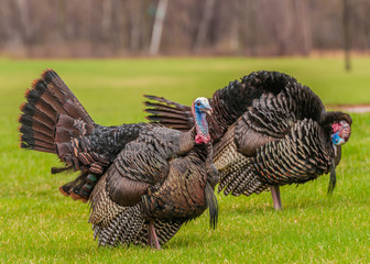 Wild Turkey © brm1949