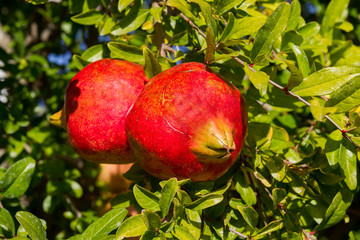 Tree branch with ripe and red pomegranate fruit