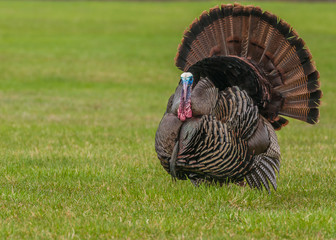 Wild Turkey © brm1949