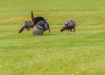 Wild Turkey (Meleagris gallopavo)