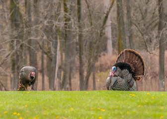 Wild Turkey (Meleagris gallopavo) © brm1949