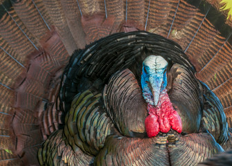 Wild Turkey Closeup - obrazy, fototapety, plakaty