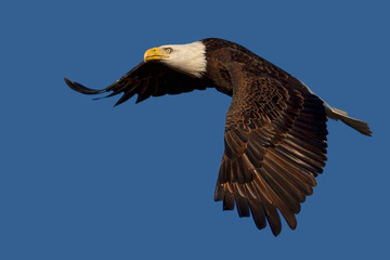 Flying American Bald Eagle