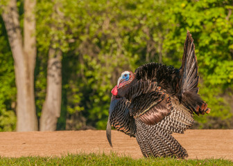 Wild Turkey (Meleagris gallopavo)