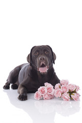 Brauner Labrador mir Rosen