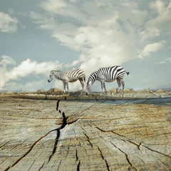 Foto op Canvas Zebras © vali_111