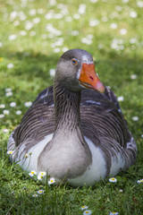 Close up view of a Greylag goose sitting on the grass.