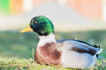 Great duck