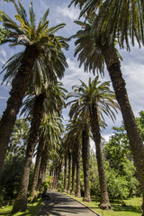 Fototapeta na wymiar tall palm trees located in the Tropical Botanical garden.
