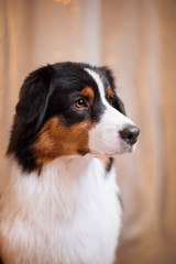 Dog breed Australian Shepherd, Aussie
