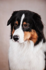 Fototapeta premium Dog breed Australian Shepherd, Aussie