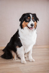 Dog breed Australian Shepherd, Aussie