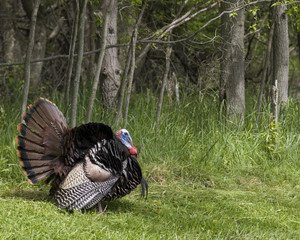 Wild Turkey (Meleagris gallopavo)