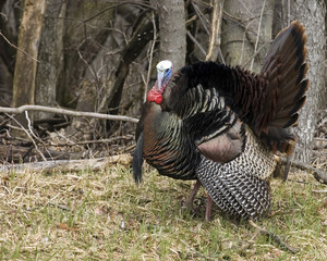 Wild Turkey
