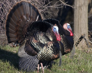 Wild Turkey