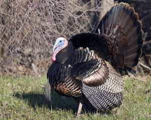 Wild Turkey