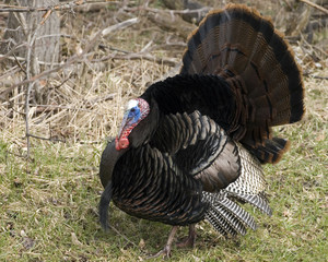 Wild Turkey