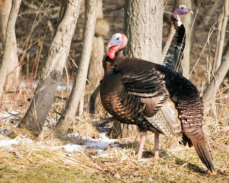 Wild Turkey Male