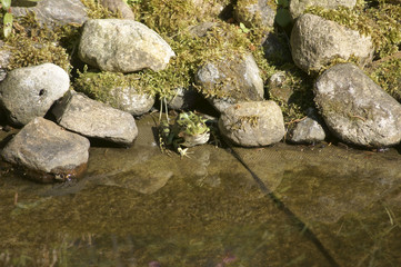 Laubfrosch in Nische