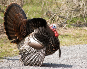 Wild Turkey Strutting