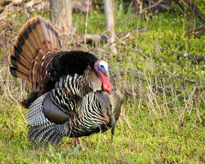 Wild Turkey Strutting