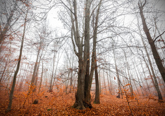 Mysterious autumnal forest in a foggy day.