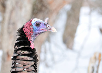 Wild Turkey Close-up