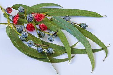 Eucalyptus leaves.