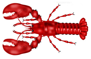 lobster red  white background