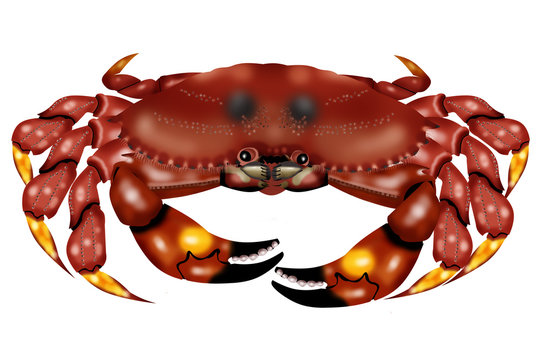 crab cancer pagurus white background