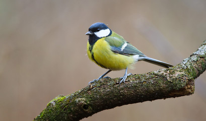 Great Tit