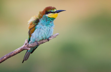 Bee-eater