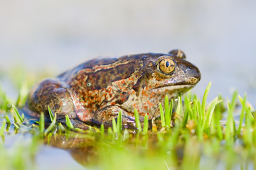 Common Spadefoot