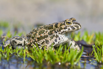 Green Toad