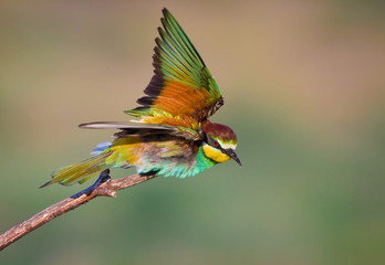 Bee-eaters in flight