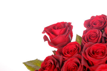 beautiful roses