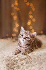 British kitten, Christmas and New Year © Anna Averianova