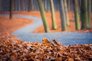 Autumn in the forest