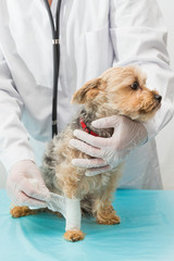 hund bekommt verband angelegt beim tierarzt