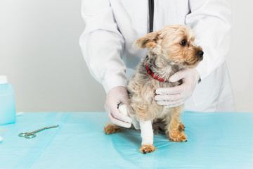 tierarzt legt hund verband an