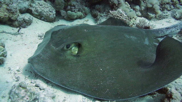Front view of Feathertail stingray and cleaner wrasse