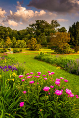 Colorful flowers in a garden at Druid Hill Park, in Baltimore, M