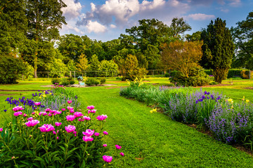 Colorful flowers in a garden at Druid Hill Park, in Baltimore, M