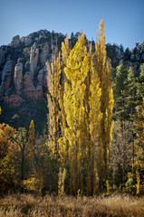 Fall colors, Sedona Arizona