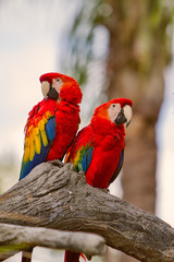 Scarlet Macaw Pair