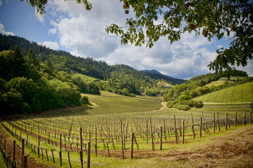 Fototapeta na wymiar Napa Valley vinyards