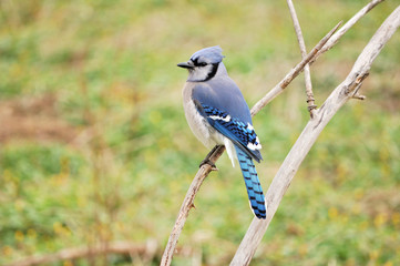 Blue jay