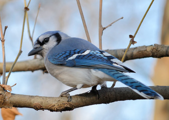 Blue jay