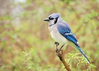 Blue jay